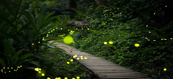 台灣中南部品味樂活4天之旅