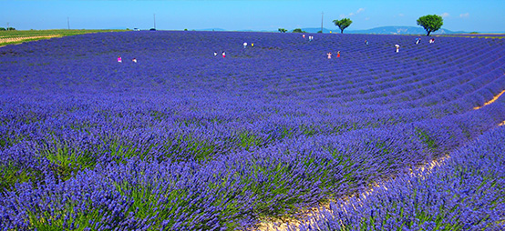 法國賞花、名釀、朝聖深度遊14天