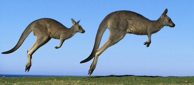 澳洲彈性自主遊